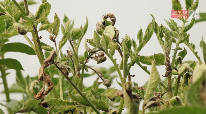 Toshakda yalangoch qizlarning yaqindan suratlari