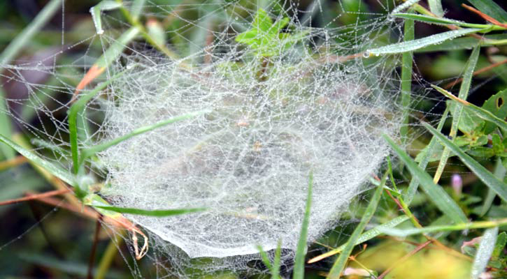 Denis Milani yalangoch kokraklari pornosi Ingush porno videolar