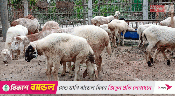 Romashka ustida porno