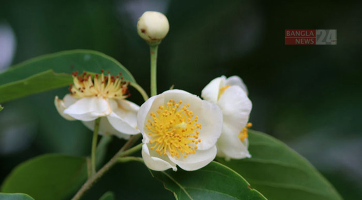 চা বাগানের দুর্লভ ‘বনাক’ ফুল