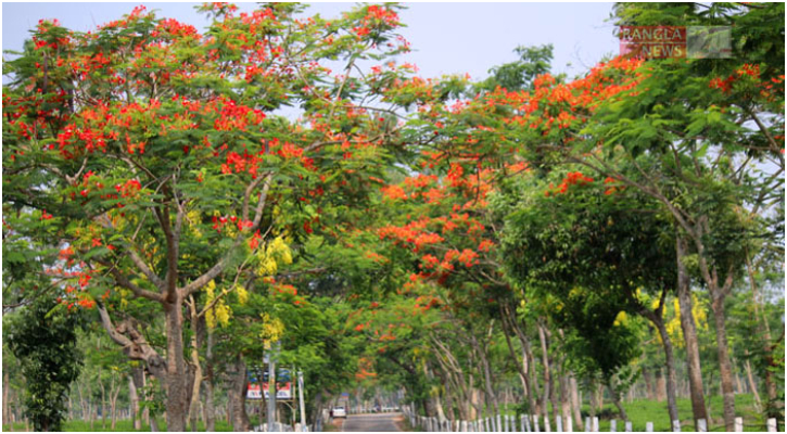সড়ক যেন ফুলের তোরণ