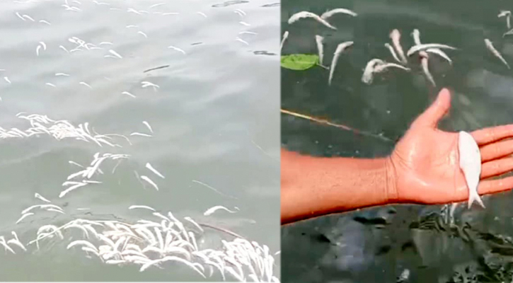 মেঘনায় আবারও মরে ভেসে উঠছে ইলিশসহ বিভিন্ন মাছ