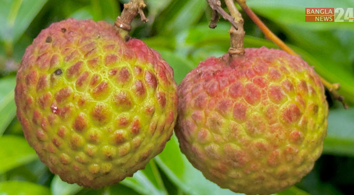 লিচু খাওয়ার আগে জেনে নিন উপকারিতা-অপকারিতা