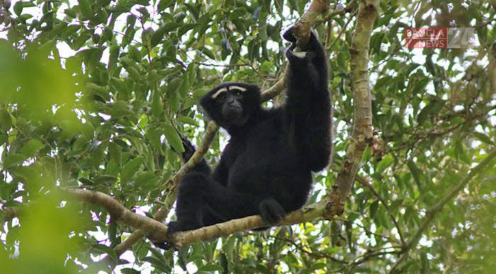 কমে যাচ্ছে প্রাকৃতিক বন, ‘মহাবিপন্ন’ উল্লুক