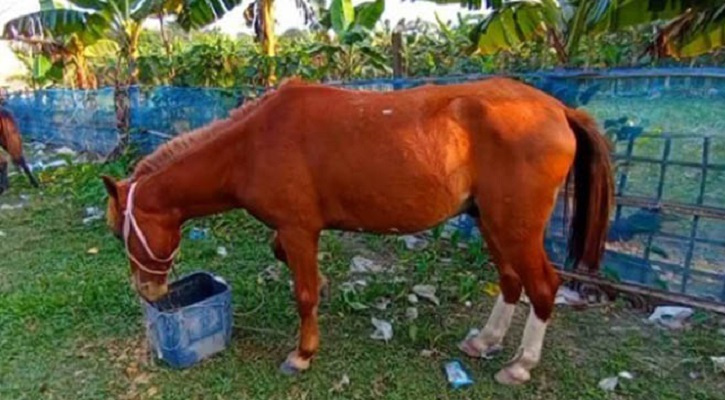 ঘোড়ার মাংস খাওয়ার বিধান কী?