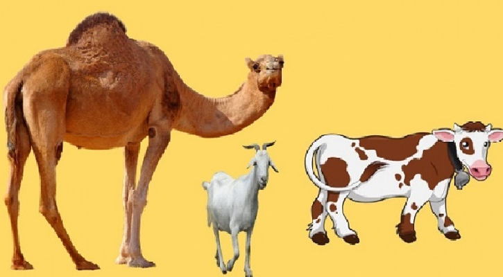 যেসব পশু দিয়ে কোরবানি করা জায়েজ