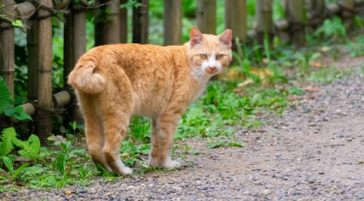 জাপানের নাগাসাকিতে ‘ওমাগারি নেকো’ বিড়াল হয়ে ওঠছে সৌভাগ্যের প্রতীক 