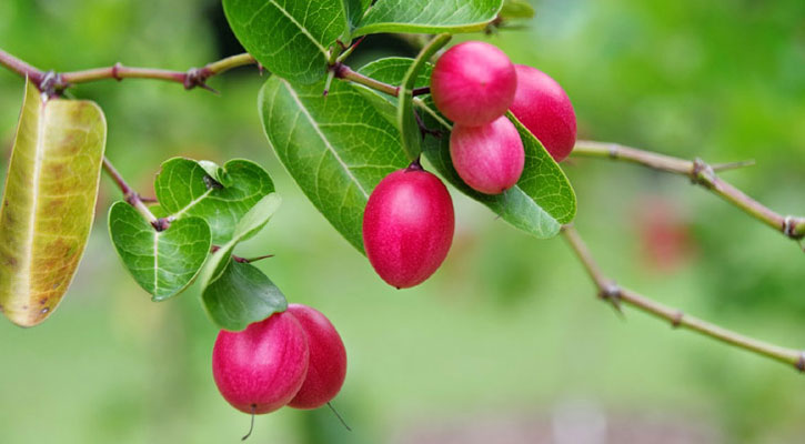 যে কারণে করমচা খাবেন