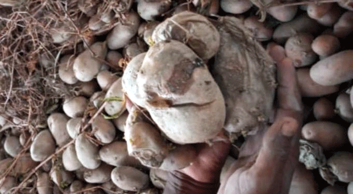 পচে নষ্ট হচ্ছে হাজারো মেট্রিক টন আলু, লোকসানে কৃষক