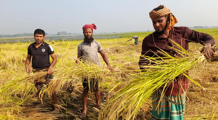 সালথার মাঠে মাঠে আমন ধান কাটার উৎসব, কৃষকের মুখে হাসি