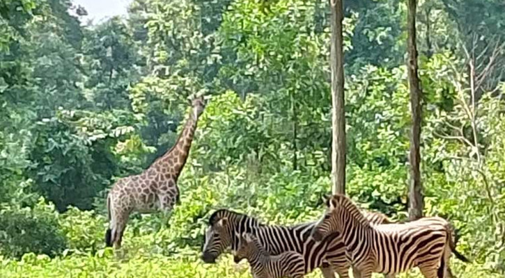 গাজীপুর সাফারি পার্কে বেঁচে থাকা সর্বশেষ জিরাফের মৃত্যু