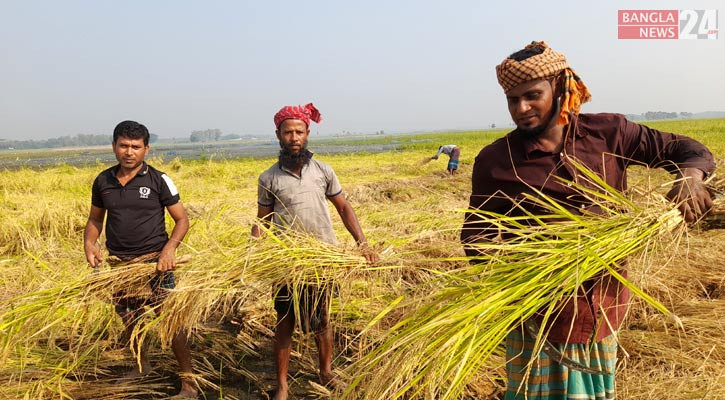সালথার মাঠে মাঠে আমন তোলার উৎসব, কৃষকের মুখে হাসি