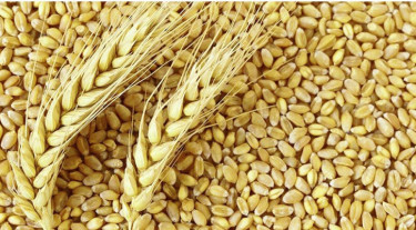 যুক্তরাষ্ট্র থেকে প্রথমবারের মতো গম আমদানি শুরু