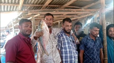 লক্ষ্মীপুরে আড়াই কেজির ইলিশ বিক্রি হলো ৯ হাজারে