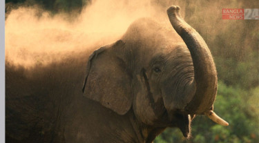 মৌলভীবাজারের প্রাকৃতিক বনে টিকে আছে তিন বুনোহাতি