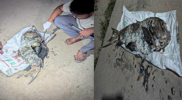 হালদায় ভেসে উঠলো ২০ কেজি ওজনের কাতলা মাছ