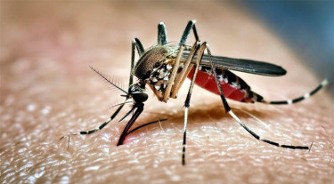 ডেঙ্গুতে দুইজনের মৃত্যু, হাসপাতালে ভর্তি ৯৬৪