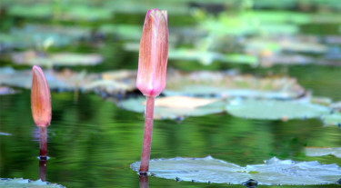 ইসির প্রতীক তালিকায় যুক্ত হলো ‘শাপলা কলি’