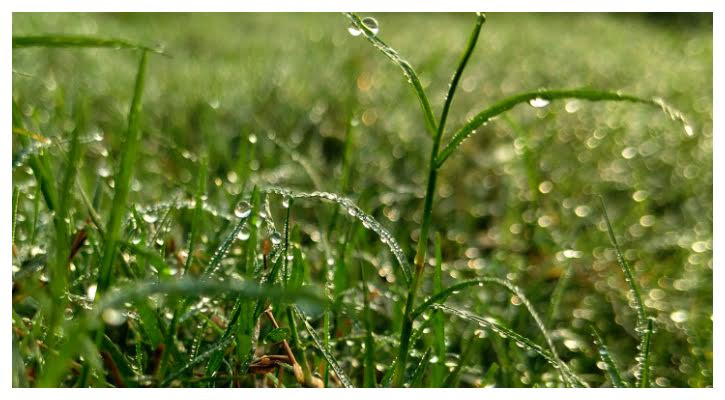 ভোরের শিশিরকণা শীতের আগমনী বার্তা