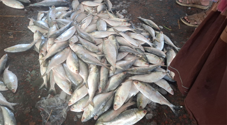 বড় ইলিশের দেখা নেই বরিশালের বাজারে