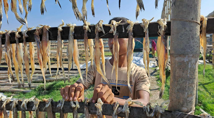 কাঁচা মাছ থেকে শুঁটকি তৈরির ধুম