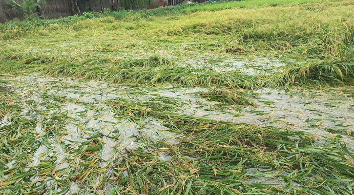 ১৬৬ মিলিমিটার বৃষ্টিতে তলিয়ে গেল ৭০০ হেক্টর জমির ধান