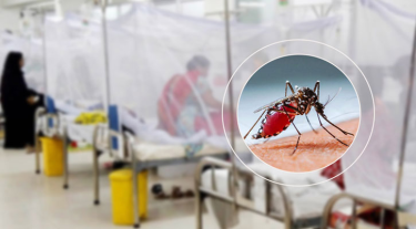 হাসপাতালে ভর্তি ডেঙ্গুরোগী ৭০ হাজার ছাড়াল