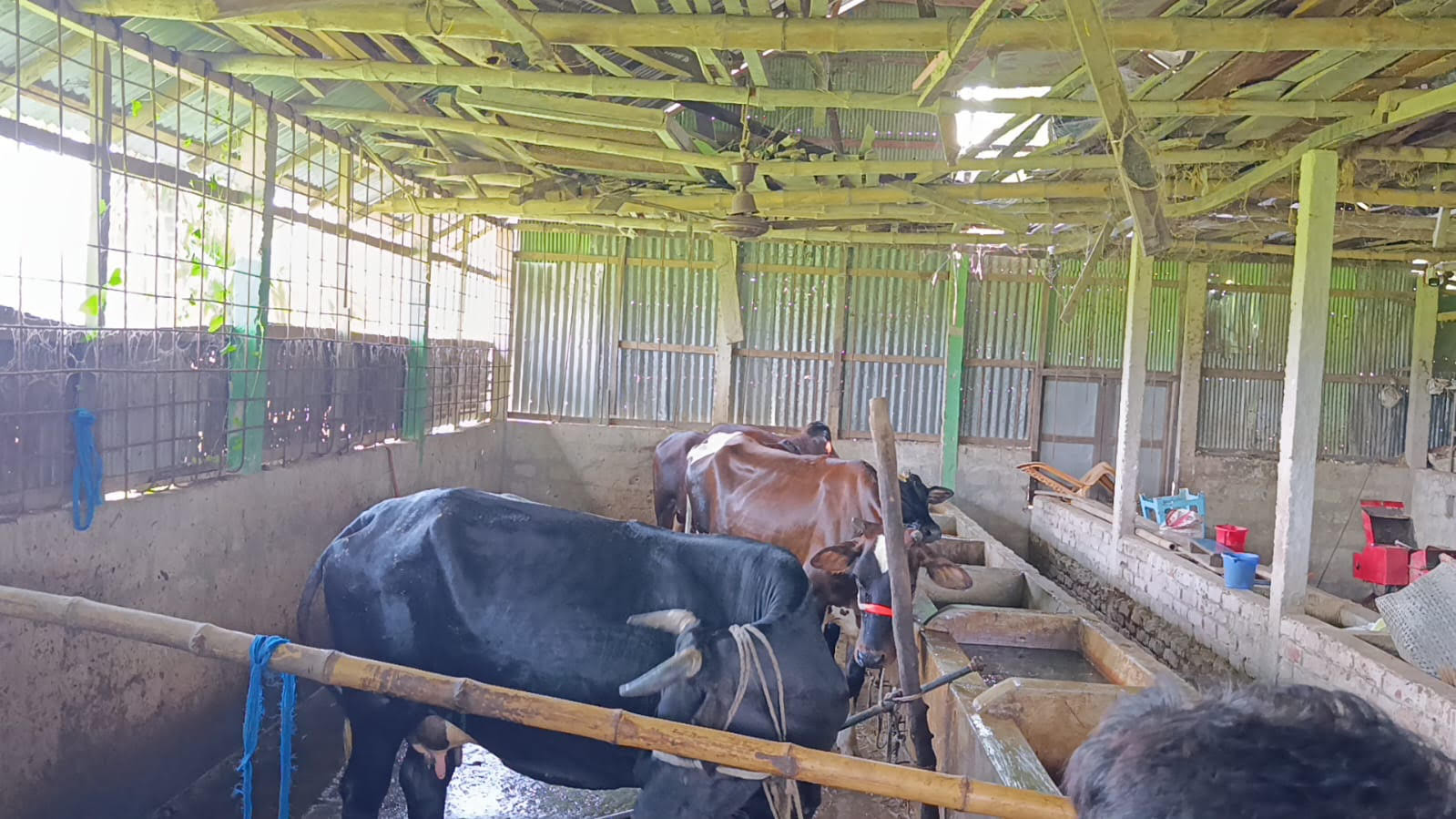 দুই দফায় বন্দুক ঠেকিয়ে এতিমখানার ১২ গরু লুট