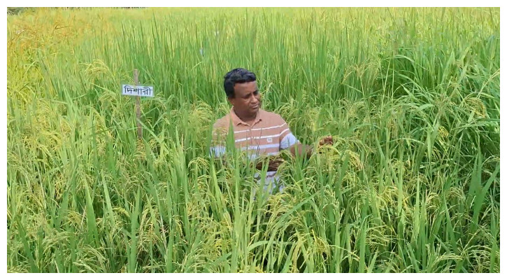 আবহাওয়া-জলবায়ুর দুর্যোগে হাবিবুরের ধান দেবে সমাধান
