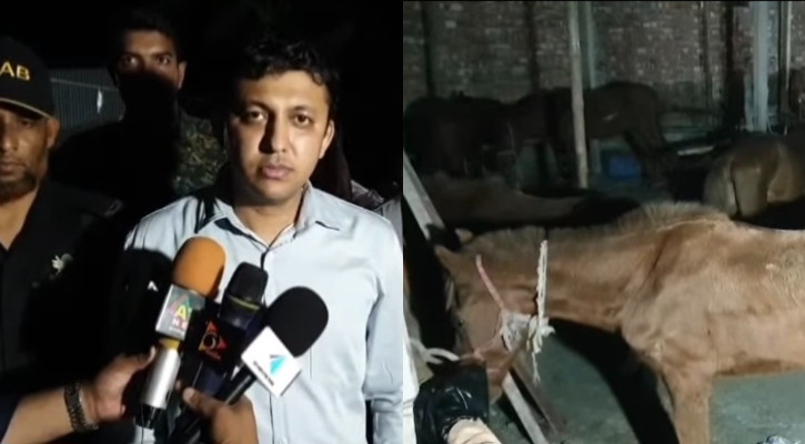 গাজীপুরে ঘোড়ার মাংস বিক্রি, ৫ মণ মাংস ও ৩৭ ঘোড়া জব্দ