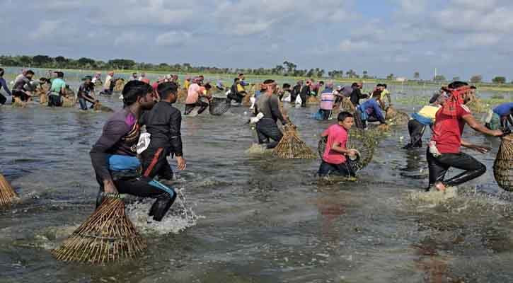 কলারোয়ায় ঐতিহ্যবাহী পলো বাওয়া উৎসব