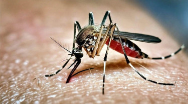 ডেঙ্গু পরিস্থিতি উত্তরণে স্বাস্থ্য মন্ত্রণালয়ের নির্দেশ