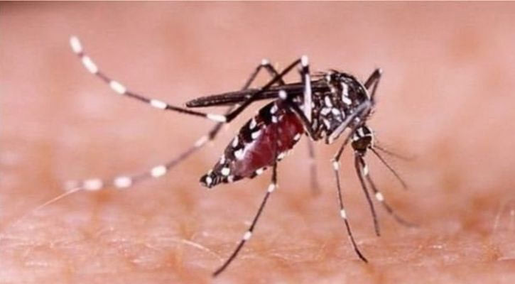 ডেঙ্গুতে ৬ জনের মৃত্যু, হাসপাতালে ভর্তি ১১৯৫