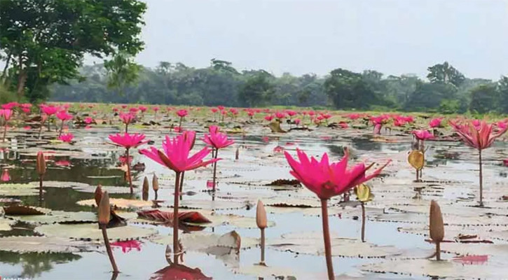 বিলে শাপলা তুলতে গিয়ে ৪ স্কুলশিক্ষার্থীর মৃত্যু