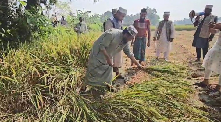কৃষকের ধান কেটে ভাইরাল মুফতি আমির হামজা