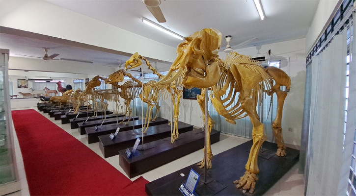 দেশের প্রথম কঙ্কাল জাদুঘর চট্টগ্রামে