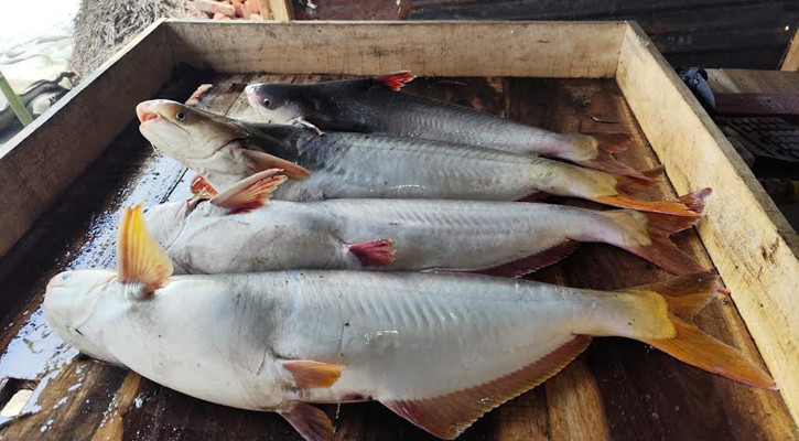 ইলিশ না পাওয়ার দুঃখ ভুলিয়ে দিচ্ছে পাঙাশ