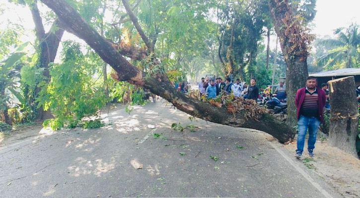 গাছ ফেলে ঢাকা-বরিশাল মহাসড়ক অবরোধ, ৩ ঘণ্টা বন্ধ যান চলাচল
