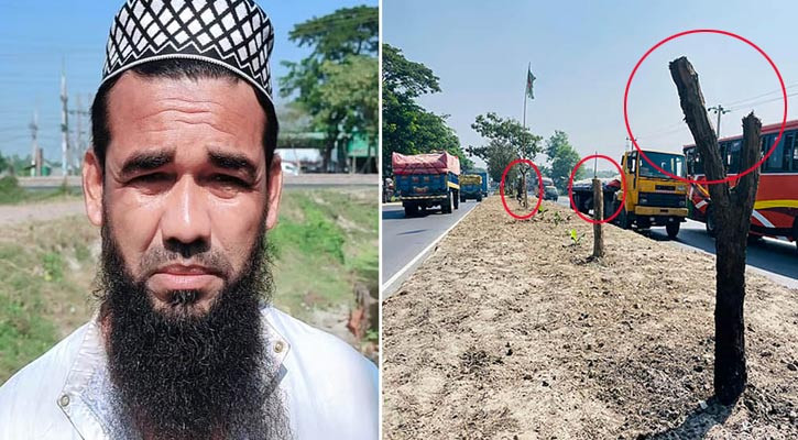 সড়কের বিভাজকের অর্ধশত গাছ কেটে ফেলা অভিযুক্ত গ্রেপ্তার