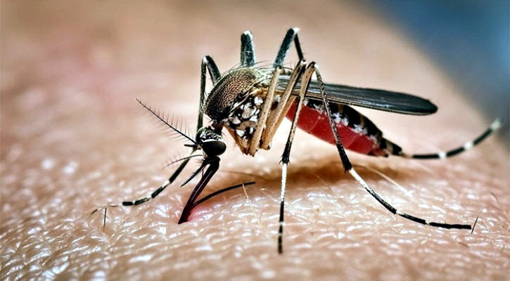 ডেঙ্গুতে ৩ জনের মৃত্যু, হাসপাতালে ভর্তি ১০০৭