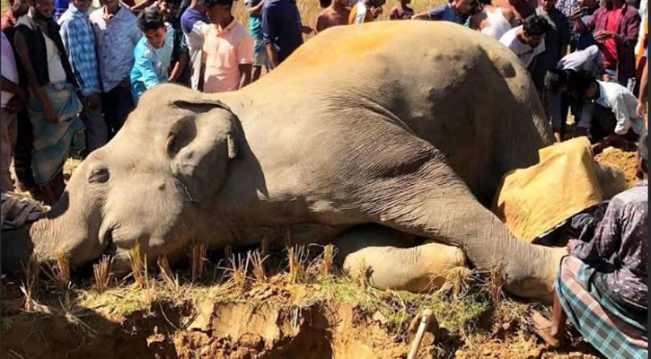 উখিয়ায় বৈদ্যুতিক শকে বন্যহাতির মৃত্যু