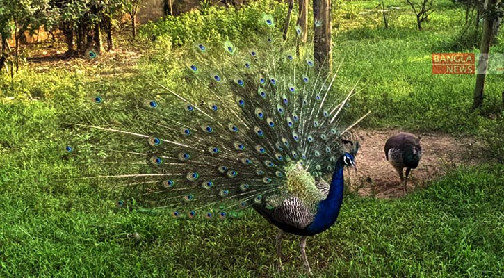 পাখিদের ভালোবাসার ‘বার্ড পার্ক অ্যান্ড ইকো ভিলেজ’
