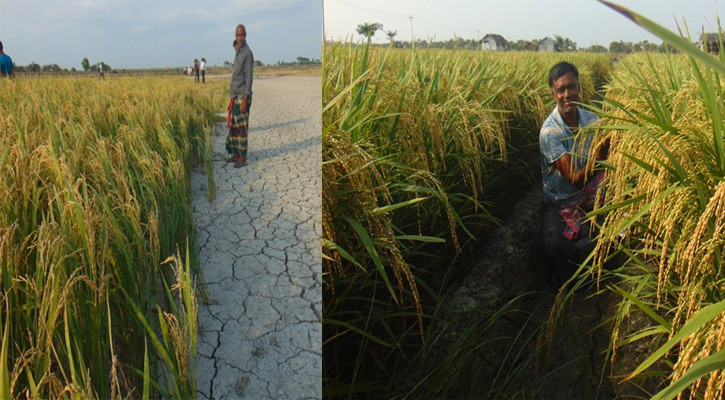 উপকূলে লবণ-পানি সংকটে আশার আলো ‘বিনা ধান১০’
