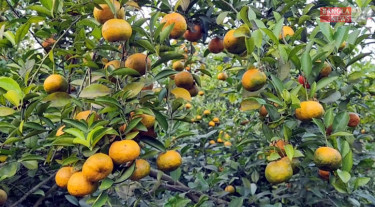 শিবচরের প্রবাসী রাসেলের কমলার বাগানে সফলতার স্বপ্ন