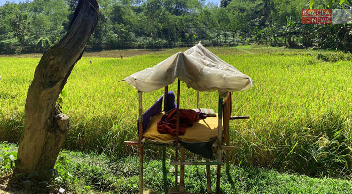 বন্য শূকরের হাত থেকে ফসল রক্ষার পদক্ষেপ