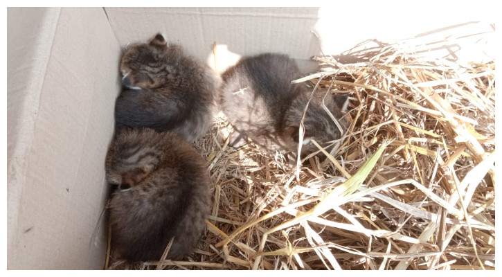 ধান কাটার সময় দেখা মিলল ৩ মেছো বিড়ালের