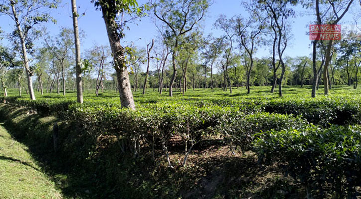 শীত মৌসুমে দেশের সর্বনিম্ন তাপমাত্রা শ্রীমঙ্গলে