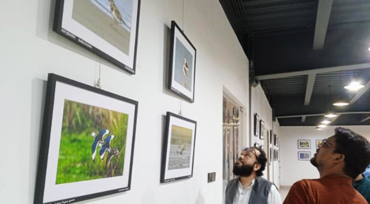 চিকিৎসকের তোলা পাখির ছবি প্রদর্শনী