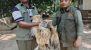 বিদ্যুৎস্পৃষ্টে আহত ইগল হাসপাতালে