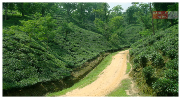 চায়ের শহরে তুলনামূলকভাবে কমছে পর্যটকের আগমন